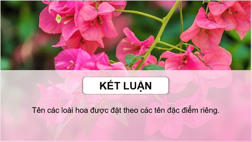 Giáo án điện tử Hoa cúc áo lớp 4 | PPT Tiếng Việt lớp 4 Chân trời sáng tạo