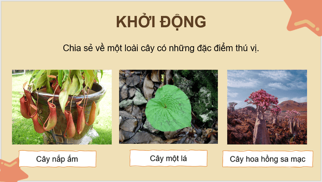 Giáo án điện tử Kì lạ thế giới thực vật ở Nam Mỹ lớp 4 | PPT Tiếng Việt lớp 4 Chân trời sáng tạo