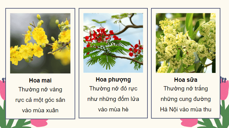 Giáo án điện tử Những mùa hoa trên cao nguyên đá lớp 4 | PPT Tiếng Việt lớp 4 Chân trời sáng tạo