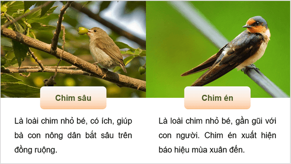 Giáo án điện tử Quà tặng của chim non lớp 4 | PPT Tiếng Việt lớp 4 Chân trời sáng tạo