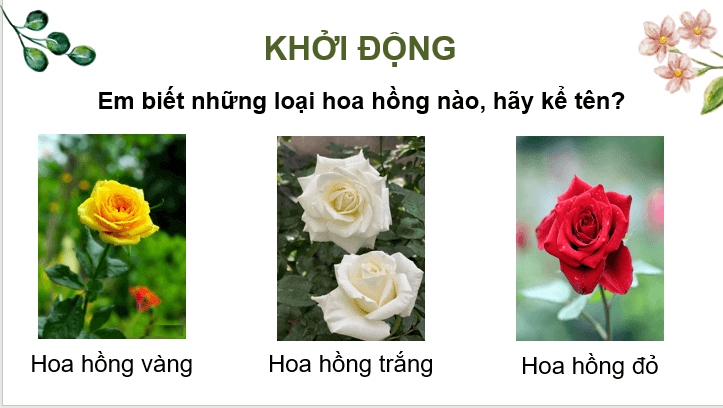 Giáo án điện tử Kể chuyện: Cây hoa hồng bạch lớp 4 | PPT Tiếng Việt lớp 4 Cánh diều