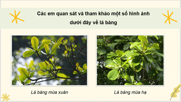 Giáo án điện tử Luyện viết đoạn văn miêu tả cây cối lớp 4 | PPT Tiếng Việt lớp 4 Kết nối tri thức