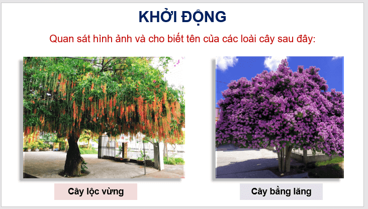 Giáo án điện tử Tả cây cối lớp 4 | PPT Tiếng Việt lớp 4 Cánh diều