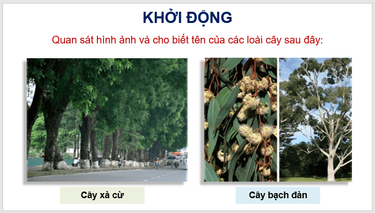 Giáo án điện tử Tả cây cối lớp 4 | PPT Tiếng Việt lớp 4 Cánh diều