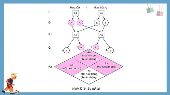 Giáo án điện tử Toán 9 Kết nối Gene trội trong các thế hệ lai | PPT Toán 9 Kết nối tri thức