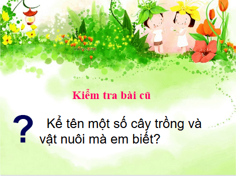 Giáo án điện tử TNXH lớp 1 Cánh diều Bài 12: Chăm sóc, bảo vệ cây trồng và vật nuôi | PPT Tự nhiên và xã hội lớp 1