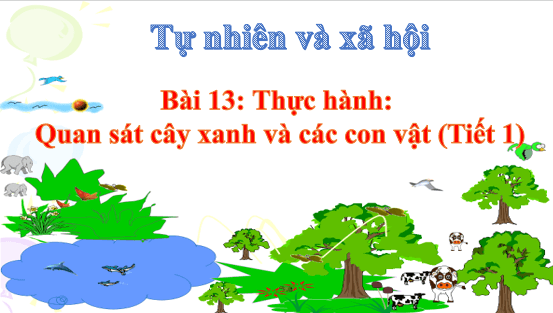 Giáo án điện tử TNXH lớp 1 Cánh diều Bài 13: Thực hành: Quan sát cây xanh và các con vật | PPT Tự nhiên và xã hội lớp 1