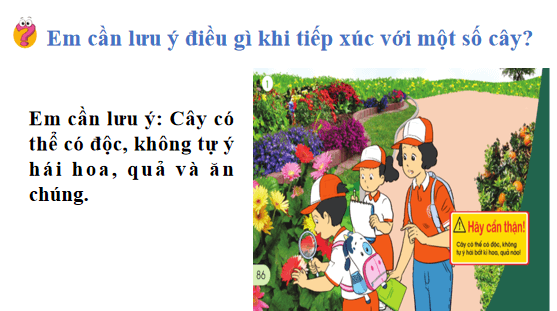 Giáo án điện tử TNXH lớp 1 Cánh diều Bài 13: Thực hành: Quan sát cây xanh và các con vật | PPT Tự nhiên và xã hội lớp 1