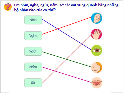 Giáo án điện tử TNXH lớp 1 Cánh diều Bài 15: Các giác quan | PPT Tự nhiên và xã hội lớp 1