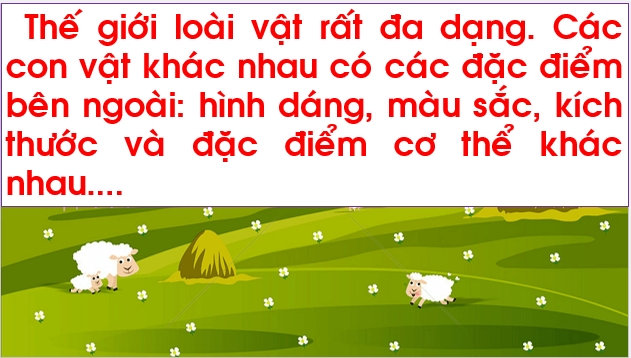 Giáo án điện tử TNXH lớp 1 Chân trời sáng tạo Bài 18: Con vật quanh em | PPT Tự nhiên và xã hội lớp 1