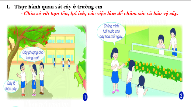 Giáo án điện tử TNXH lớp 1 Chân trời sáng tạo Bài 21: Ôn tập chủ đề Thực vật và động vật | PPT Tự nhiên và xã hội lớp 1