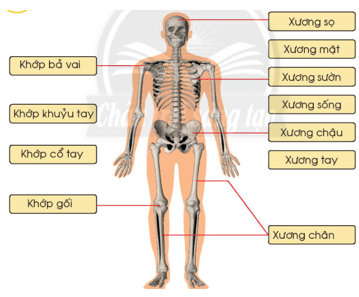 Giáo án Tự nhiên và xã hội lớp 2 Chân trời sáng tạo Bài 19: Cơ quan vận động