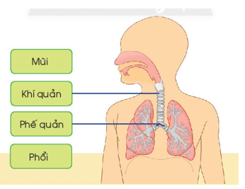 Giáo án Tự nhiên và xã hội lớp 2 Chân trời sáng tạo Bài 21: Cơ quan hô hấp