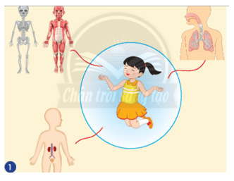 Giáo án Tự nhiên và xã hội lớp 2 Chân trời sáng tạo Bài 25: Ôn tập chủ đề Con người và sức khoẻ