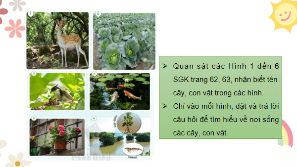 Giáo án điện tử TNXH lớp 2 Cánh diều Bài 11: Môi trường sống của thực vật và động vật | PPT Tự nhiên và xã hội lớp 2