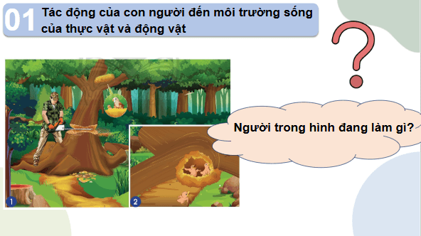 Giáo án điện tử TNXH lớp 2 Chân trời sáng tạo Bài 16: Bảo vệ môi trường sống của thực vật và động vật | PPT Tự nhiên và xã hội lớp 2