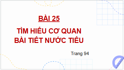 Giáo án điện tử TNXH lớp 2 Kết nối tri thức Bài 25: Tìm hiểu cơ quan bài tiết nước tiểu | PPT Tự nhiên và xã hội lớp 2