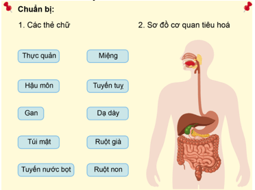 Giáo án Tự nhiên và xã hội lớp 3 Bài 15: Cơ quan tiêu hóa | Cánh diều