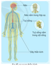 Giáo án Tự nhiên và xã hội lớp 3 Bài 17: Cơ quan thần kinh | Cánh diều