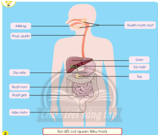 Giáo án Tự nhiên và xã hội lớp 3 Bài 20: Cơ quan tiêu hóa | Chân trời sáng tạo (ảnh 2)