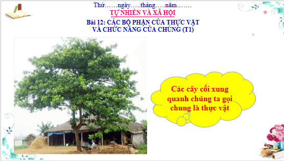 Giáo án điện tử TNXH lớp 3 Cánh diều Bài 12: Các bộ phận của thực vật và chức năng của chúng | PPT Tự nhiên và xã hội lớp 3