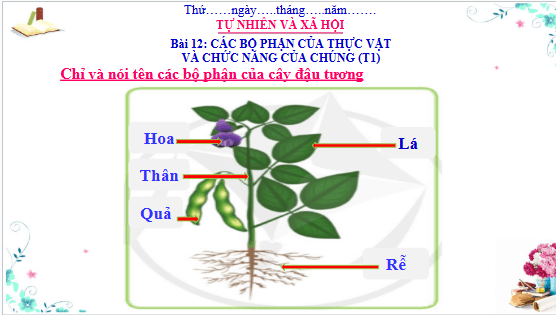 Giáo án điện tử TNXH lớp 3 Cánh diều Bài 12: Các bộ phận của thực vật và chức năng của chúng | PPT Tự nhiên và xã hội lớp 3