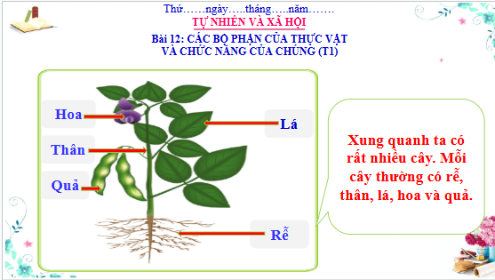 Giáo án điện tử TNXH lớp 3 Cánh diều Bài 12: Các bộ phận của thực vật và chức năng của chúng | PPT Tự nhiên và xã hội lớp 3