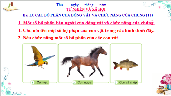 Giáo án điện tử TNXH lớp 3 Cánh diều Bài 13: Các bộ phận của động vật và chức năng của chúng | PPT Tự nhiên và xã hội lớp 3