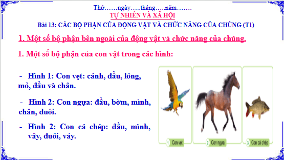 Giáo án điện tử TNXH lớp 3 Cánh diều Bài 13: Các bộ phận của động vật và chức năng của chúng | PPT Tự nhiên và xã hội lớp 3
