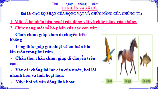 Giáo án điện tử TNXH lớp 3 Cánh diều Bài 13: Các bộ phận của động vật và chức năng của chúng | PPT Tự nhiên và xã hội lớp 3