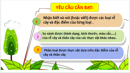 Giáo án điện tử TNXH lớp 3 Kết nối tri thức Bài 13: Một số bộ phận của thực vật | PPT Tự nhiên và xã hội lớp 3