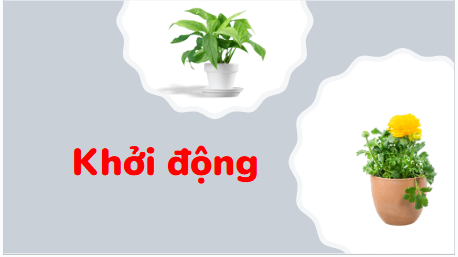 Giáo án điện tử TNXH lớp 3 Kết nối tri thức Bài 13: Một số bộ phận của thực vật | PPT Tự nhiên và xã hội lớp 3