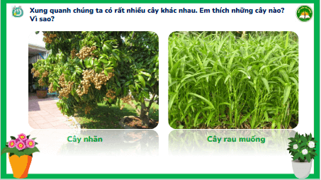 Giáo án điện tử TNXH lớp 3 Kết nối tri thức Bài 13: Một số bộ phận của thực vật | PPT Tự nhiên và xã hội lớp 3