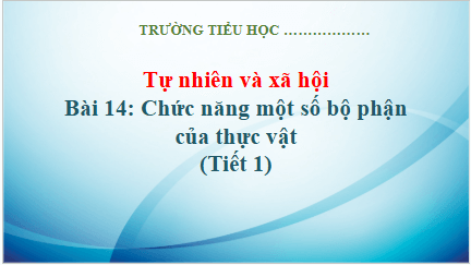 Giáo án điện tử TNXH lớp 3 Kết nối tri thức Bài 14: Chức năng một số bộ phận của thực vật | PPT Tự nhiên và xã hội lớp 3