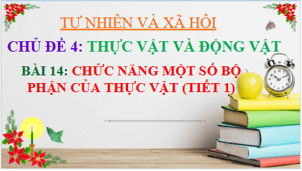 Giáo án điện tử TNXH lớp 3 Kết nối tri thức Bài 14: Chức năng một số bộ phận của thực vật | PPT Tự nhiên và xã hội lớp 3