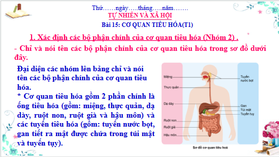 Giáo án điện tử TNXH lớp 3 Cánh diều Bài 15: Cơ quan tiêu hóa | PPT Tự nhiên và xã hội lớp 3