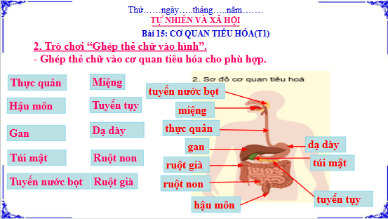 Giáo án điện tử TNXH lớp 3 Cánh diều Bài 15: Cơ quan tiêu hóa | PPT Tự nhiên và xã hội lớp 3