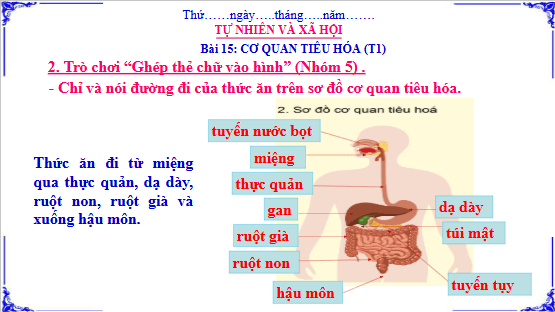 Giáo án điện tử TNXH lớp 3 Cánh diều Bài 15: Cơ quan tiêu hóa | PPT Tự nhiên và xã hội lớp 3
