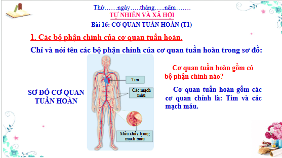 Giáo án điện tử TNXH lớp 3 Cánh diều Bài 16: Cơ quan tuần hoàn | PPT Tự nhiên và xã hội lớp 3