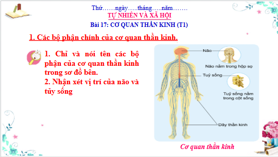 Giáo án điện tử TNXH lớp 3 Cánh diều Bài 17: Cơ quan thần kinh | PPT Tự nhiên và xã hội lớp 3
