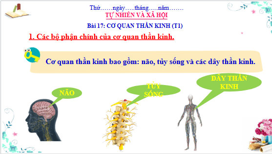 Giáo án điện tử TNXH lớp 3 Cánh diều Bài 17: Cơ quan thần kinh | PPT Tự nhiên và xã hội lớp 3
