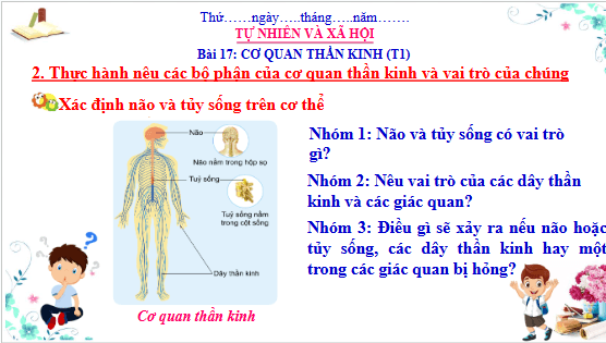 Giáo án điện tử TNXH lớp 3 Cánh diều Bài 17: Cơ quan thần kinh | PPT Tự nhiên và xã hội lớp 3