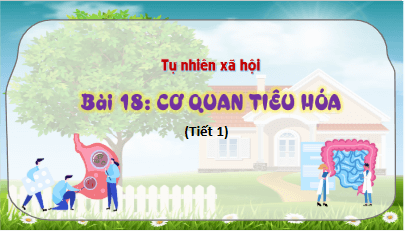 Giáo án điện tử TNXH lớp 3 Kết nối tri thức Bài 18: Cơ quan tiêu hóa | PPT Tự nhiên và xã hội lớp 3