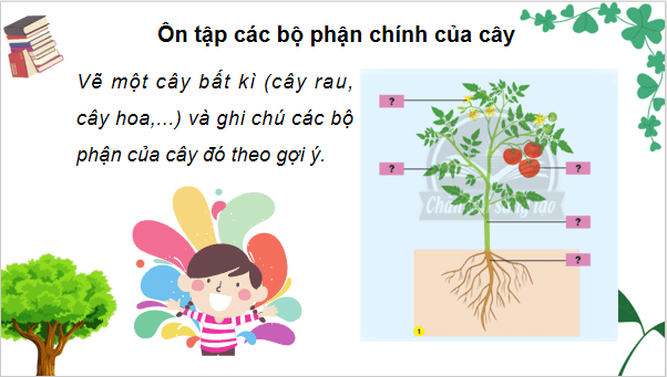 Giáo án điện tử TNXH lớp 3 Chân trời sáng tạo Bài 19: Ôn tập chủ đề thực vật và động vật | PPT Tự nhiên và xã hội lớp 3
