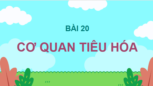 Giáo án điện tử TNXH lớp 3 Chân trời sáng tạo Bài 20: Cơ quan tiêu hóa | PPT Tự nhiên và xã hội lớp 3