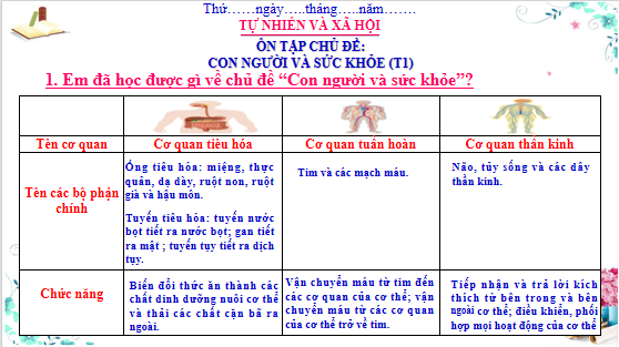 Giáo án điện tử TNXH lớp 3 Cánh diều Ôn tập: Chủ đề con người và sức khỏe | PPT Tự nhiên và xã hội lớp 3