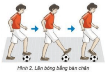 Trắc nghiệm GDTC 7 Kết nối tri thức Bài 2 (có đáp án): Kĩ thuật dừng bóng lăn bằng mu giữa bàn chân