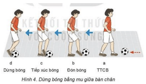 Trắc nghiệm GDTC 7 Kết nối tri thức Bài 2 (có đáp án): Kĩ thuật dừng bóng lăn bằng mu giữa bàn chân