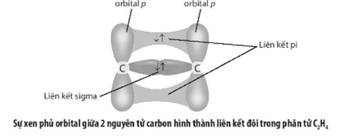 Vẽ sơ đồ xen phủ orbital giữa 2 nguyên tử carbon hình thành liên kết đôi