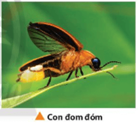 Đom đóm có thể phát ra ánh sáng đặc biệt, không tỏa nhiệt như ánh sáng nhân tạo